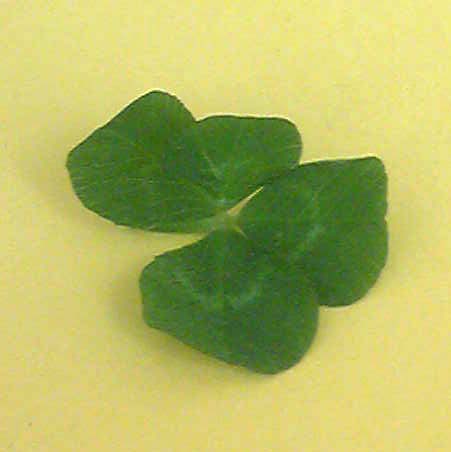 Image018.jpg