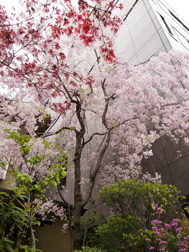 _0012715桜.jpg